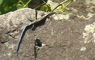 skink.jpg skink.jpg
