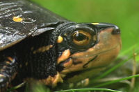 spotted turtle.jpg spotted turtle.jpg