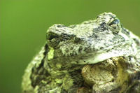 tree_frog.jpg tree_frog.jpg